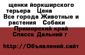 щенки йоркширского терьера › Цена ­ 20 000 - Все города Животные и растения » Собаки   . Приморский край,Спасск-Дальний г.